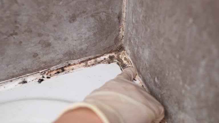 Mold Removal for HVAC Installations in Snellville, GA